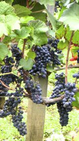 Grapes, Gevrey-Chambertin, Frane