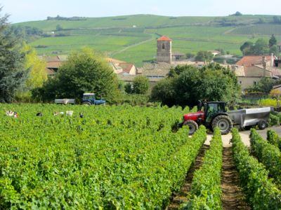 Fuisse, France, grape harvest