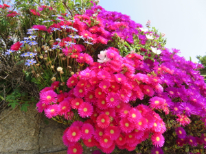 roscoff flowers, Brittany
