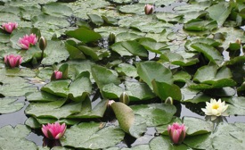 Water lilies, Giverny, France