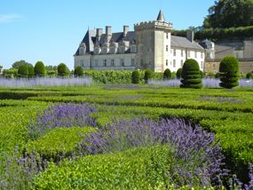 Château de Villandry, with lavender, France