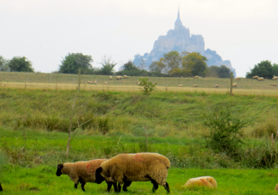 Sheep near Mont St-Michel