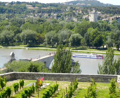 Vines and the Pont d'Avignon, France