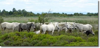 Ponies in the Camargue, Provence, France