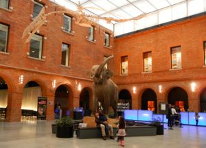 Natural History Museum, Toulouse, France