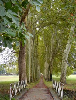 Trees, Canal du Midi, France